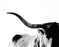 Picture of Max, the Bull _GroupedProduct_Rectangle_Landscape_Photography _GroupedProduct_Rectangle_Landscape_Unframed_Print_Only_