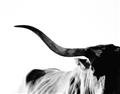 Picture of Max, the Bull _GroupedProduct_Rectangle_Landscape_Photography _GroupedProduct_Rectangle_Landscape_Unframed_Print_Only_
