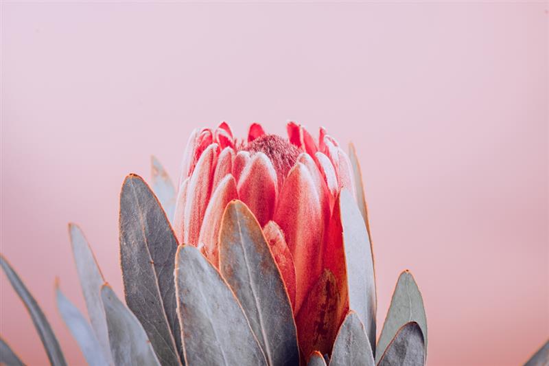 Picture of Mid Bloom _GroupedProduct_Rectangle_Landscape_Photography _GroupedProduct_Rectangle_Landscape_Unframed_Print_Only_
