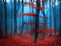 Picture of Mysterious Woods  _GroupedProduct_Rectangle_Landscape_Photography _GroupedProduct_Rectangle_Landscape_Unframed_Print_Only_