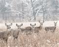 Picture of Oh Deer  _GroupedProduct_Rectangle_Landscape_Photography _GroupedProduct_Rectangle_Landscape_Unframed_Print_Only_