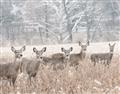 Picture of Oh Deer  _GroupedProduct_Rectangle_Landscape_Photography _GroupedProduct_Rectangle_Landscape_Unframed_Print_Only_