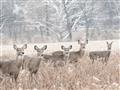 Picture of Oh Deer  _GroupedProduct_Rectangle_Landscape_Photography _GroupedProduct_Rectangle_Landscape_Unframed_Print_Only_