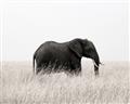 Picture of Out of Africa  _GroupedProduct_Rectangle_Landscape_Photography _GroupedProduct_Rectangle_Landscape_Unframed_Print_Only_