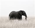 Picture of Out of Africa  _GroupedProduct_Rectangle_Landscape_Photography _GroupedProduct_Rectangle_Landscape_Unframed_Print_Only_