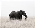 Picture of Out of Africa  _GroupedProduct_Rectangle_Landscape_Photography _GroupedProduct_Rectangle_Landscape_Unframed_Print_Only_