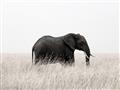 Picture of Out of Africa  _GroupedProduct_Rectangle_Landscape_Photography _GroupedProduct_Rectangle_Landscape_Unframed_Print_Only_