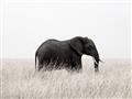 Picture of Out of Africa  _GroupedProduct_Rectangle_Landscape_Photography _GroupedProduct_Rectangle_Landscape_Unframed_Print_Only_