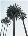 Picture of Palm Trees  _GroupedProduct_Rectangle_Portrait_Photography _GroupedProduct_Rectangle_Portrait_Unframed_Print_Only_