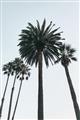 Picture of Palm Trees  _GroupedProduct_Rectangle_Portrait_Photography _GroupedProduct_Rectangle_Portrait_Unframed_Print_Only_
