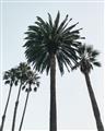 Picture of Palm Trees  _GroupedProduct_Rectangle_Portrait_Photography _GroupedProduct_Rectangle_Portrait_Unframed_Print_Only_