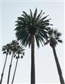 Picture of Palm Trees  _GroupedProduct_Rectangle_Portrait_Photography _GroupedProduct_Rectangle_Portrait_Unframed_Print_Only_