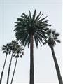 Picture of Palm Trees  _GroupedProduct_Rectangle_Portrait_Photography _GroupedProduct_Rectangle_Portrait_Unframed_Print_Only_