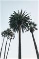 Picture of Palm Trees  _GroupedProduct_Rectangle_Portrait_Photography _GroupedProduct_Rectangle_Portrait_Unframed_Print_Only_