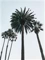 Picture of Palm Trees  _GroupedProduct_Rectangle_Portrait_Photography _GroupedProduct_Rectangle_Portrait_Unframed_Print_Only_