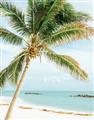 Picture of Palm Trees II _GroupedProduct_Rectangle_Portrait_Photography _GroupedProduct_Rectangle_Portrait_Unframed_Print_Only_