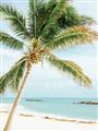 Picture of Palm Trees II _GroupedProduct_Rectangle_Portrait_Photography _GroupedProduct_Rectangle_Portrait_Unframed_Print_Only_