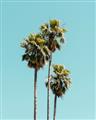 Picture of Palm Trees III _GroupedProduct_Rectangle_Portrait_Photography _GroupedProduct_Rectangle_Portrait_Unframed_Print_Only_