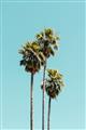 Picture of Palm Trees III _GroupedProduct_Rectangle_Portrait_Photography _GroupedProduct_Rectangle_Portrait_Unframed_Print_Only_