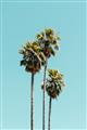 Picture of Palm Trees III _GroupedProduct_Rectangle_Portrait_Photography _GroupedProduct_Rectangle_Portrait_Unframed_Print_Only_