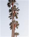 Picture of Palm Trees IV _GroupedProduct_Rectangle_Portrait_Photography _GroupedProduct_Rectangle_Portrait_Unframed_Print_Only_