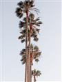 Picture of Palm Trees IV _GroupedProduct_Rectangle_Portrait_Photography _GroupedProduct_Rectangle_Portrait_Unframed_Print_Only_