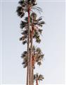 Picture of Palm Trees IV _GroupedProduct_Rectangle_Portrait_Photography _GroupedProduct_Rectangle_Portrait_Unframed_Print_Only_