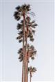Picture of Palm Trees IV _GroupedProduct_Rectangle_Portrait_Photography _GroupedProduct_Rectangle_Portrait_Unframed_Print_Only_