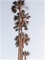 Picture of Palm Trees IV _GroupedProduct_Rectangle_Portrait_Photography _GroupedProduct_Rectangle_Portrait_Unframed_Print_Only_