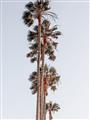 Picture of Palm Trees IV _GroupedProduct_Rectangle_Portrait_Photography _GroupedProduct_Rectangle_Portrait_Unframed_Print_Only_