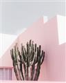 Picture of Pink Cactus II _GroupedProduct_Rectangle_Portrait_Photography _GroupedProduct_Rectangle_Portrait_Unframed_Print_Only_