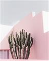 Picture of Pink Cactus II _GroupedProduct_Rectangle_Portrait_Photography _GroupedProduct_Rectangle_Portrait_Unframed_Print_Only_