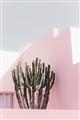Picture of Pink Cactus II _GroupedProduct_Rectangle_Portrait_Photography _GroupedProduct_Rectangle_Portrait_Unframed_Print_Only_
