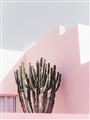 Picture of Pink Cactus II _GroupedProduct_Rectangle_Portrait_Photography _GroupedProduct_Rectangle_Portrait_Unframed_Print_Only_