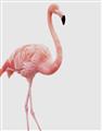 Picture of Pinkfully Perfect  _GroupedProduct_Rectangle_Portrait_Photography _GroupedProduct_Rectangle_Portrait_Unframed_Print_Only_