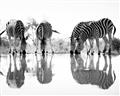 Picture of Sipping Zebras  _GroupedProduct_Rectangle_Landscape_Photography _GroupedProduct_Rectangle_Landscape_Unframed_Print_Only_