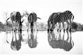 Picture of Sipping Zebras  _GroupedProduct_Rectangle_Landscape_Photography _GroupedProduct_Rectangle_Landscape_Unframed_Print_Only_