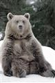 Picture of Snowy Bear _GroupedProduct_Rectangle_Portrait_Photography _GroupedProduct_Rectangle_Portrait_Unframed_Print_Only_