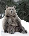 Picture of Snowy Bear _GroupedProduct_Rectangle_Portrait_Photography _GroupedProduct_Rectangle_Portrait_Unframed_Print_Only_