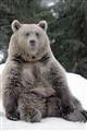 Picture of Snowy Bear _GroupedProduct_Rectangle_Portrait_Photography _GroupedProduct_Rectangle_Portrait_Unframed_Print_Only_
