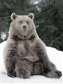 Picture of Snowy Bear _GroupedProduct_Rectangle_Portrait_Photography _GroupedProduct_Rectangle_Portrait_Unframed_Print_Only_