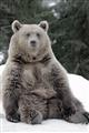 Picture of Snowy Bear _GroupedProduct_Rectangle_Portrait_Photography _GroupedProduct_Rectangle_Portrait_Unframed_Print_Only_