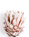 Picture of Soft Protea _GroupedProduct_Rectangle_Portrait_Photography _GroupedProduct_Rectangle_Portrait_Unframed_Print_Only_
