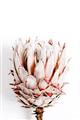Picture of Soft Protea _GroupedProduct_Rectangle_Portrait_Photography _GroupedProduct_Rectangle_Portrait_Unframed_Print_Only_