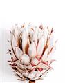Picture of Soft Protea _GroupedProduct_Rectangle_Portrait_Photography _GroupedProduct_Rectangle_Portrait_Unframed_Print_Only_