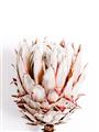 Picture of Soft Protea _GroupedProduct_Rectangle_Portrait_Photography _GroupedProduct_Rectangle_Portrait_Unframed_Print_Only_