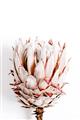 Picture of Soft Protea _GroupedProduct_Rectangle_Portrait_Photography _GroupedProduct_Rectangle_Portrait_Unframed_Print_Only_