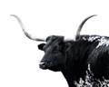 Picture of Spotted Bull  _GroupedProduct_Rectangle_Landscape_Photography _GroupedProduct_Rectangle_Landscape_Unframed_Print_Only_