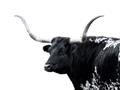 Picture of Spotted Bull  _GroupedProduct_Rectangle_Landscape_Photography _GroupedProduct_Rectangle_Landscape_Unframed_Print_Only_
