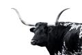 Picture of Spotted Bull  _GroupedProduct_Rectangle_Landscape_Photography _GroupedProduct_Rectangle_Landscape_Unframed_Print_Only_